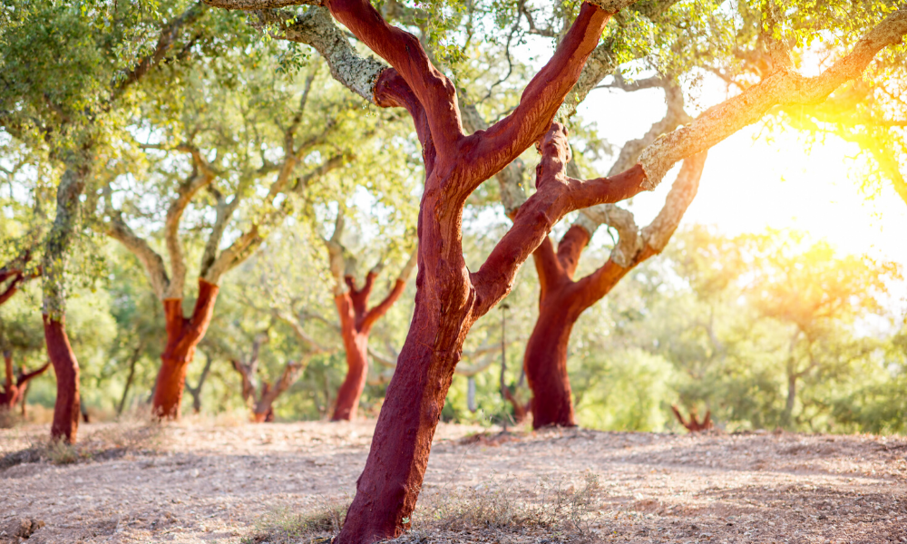 Cork trees - source of cork yoga blocks