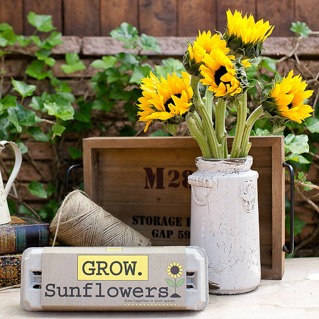 sunflower grower